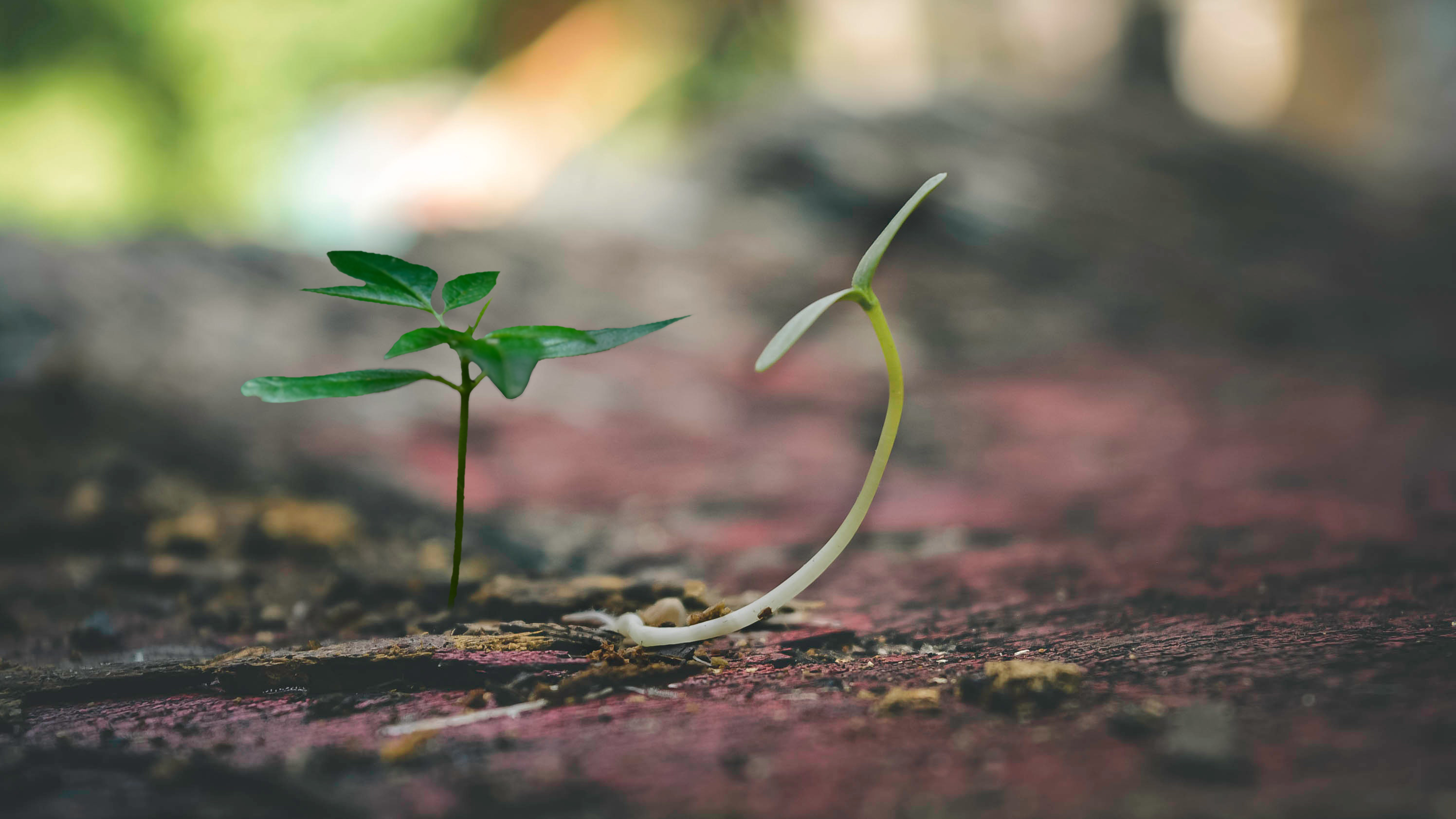Росток фон. Росток. Зеленый росток грунт. Растение в руках. Проростки клевера.